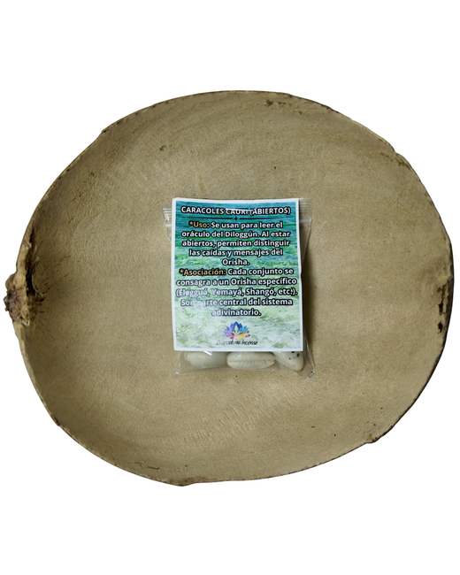 Caracoles Cauri Abiertos para Oráculo y Sabiduría Divina